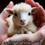 Hala