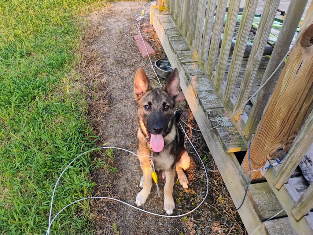 Duke Picture 1