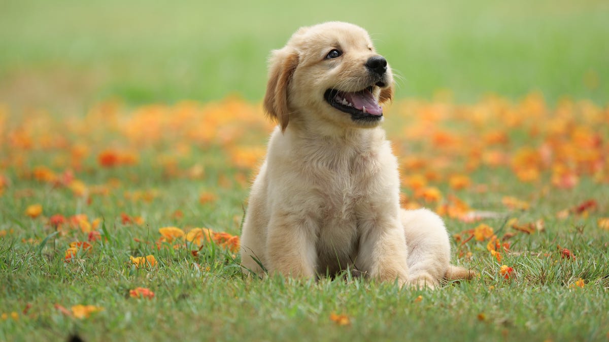 dog puppy on garden royalty free image 1586966191 2225529541
